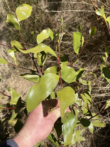 Acacia blakei observed 2023-08-23