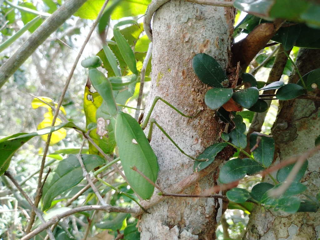 Sphodromantis centralis from Dakacha, Kenya on August 23, 2023 at 11:04 ...