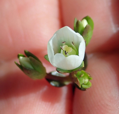 Gentianella chathamica