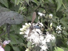 Horama plumipes