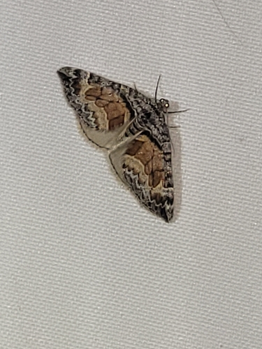 Formosa Carpet Moth photo 2
