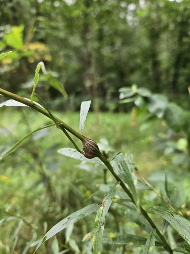 Lasioptera solidaginis