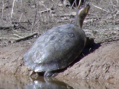 Trachemys ornata