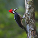 Crimson-crested Woodpecker - Photo (c) Gregory Greene, some rights reserved (CC BY-NC), uploaded by Gregory Greene