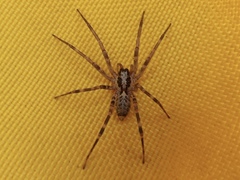 Megalostrata