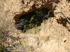 Cercotrichas coryphoeus