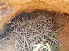 Cercotrichas coryphoeus