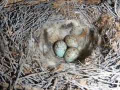 Cercotrichas coryphoeus