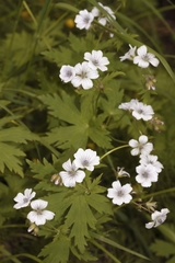 Geranium albiflorum