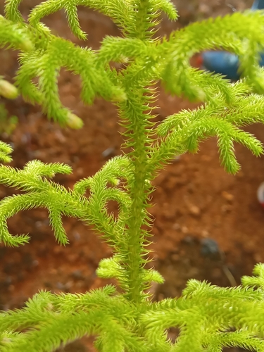 Palhinhaea cernua observed 2023-08-24