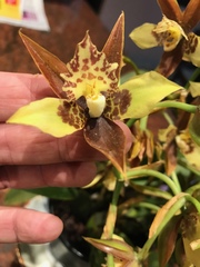 Rhynchostele maculata