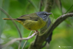 Myiothlypis conspicillata
