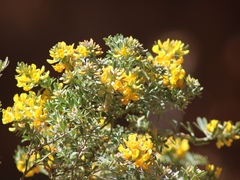 Acmispon dendroideus