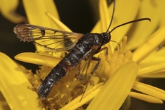 Synanthedon formicaeformis