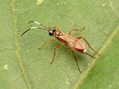 Diapetimorpha