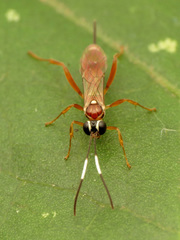 Diapetimorpha