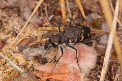 Cicindela sylvatica
