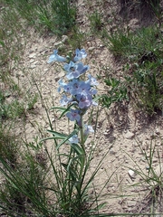 Penstemon angustifolius