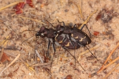 Cicindela sylvatica