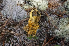 Scleroderma meridionale