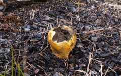 Scleroderma meridionale