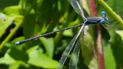Lestes tenuatus