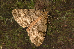 Pseudocoremia indistincta