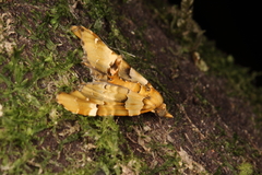 Elvia glaucata