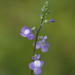 Blue Toadflax - Photo (c) TommyHAGA, some rights reserved (CC BY-NC-SA)