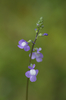 Blue Toadflax - Photo (c) TommyHAGA, some rights reserved (CC BY-NC-SA)