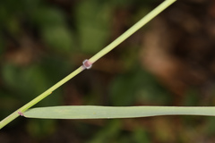 Melinis repens image