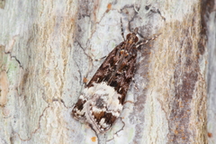 Scoparia minusculalis