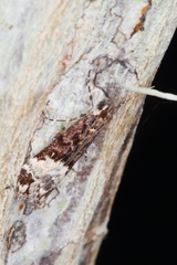 Scoparia minusculalis