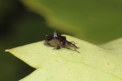 Scolopterus penicillatus