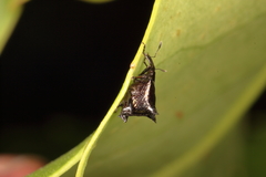 Scolopterus penicillatus