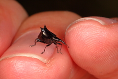 Scolopterus penicillatus