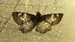 Antigonus emorsa