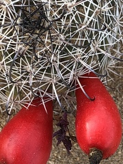 Mammillaria hutchisoniana
