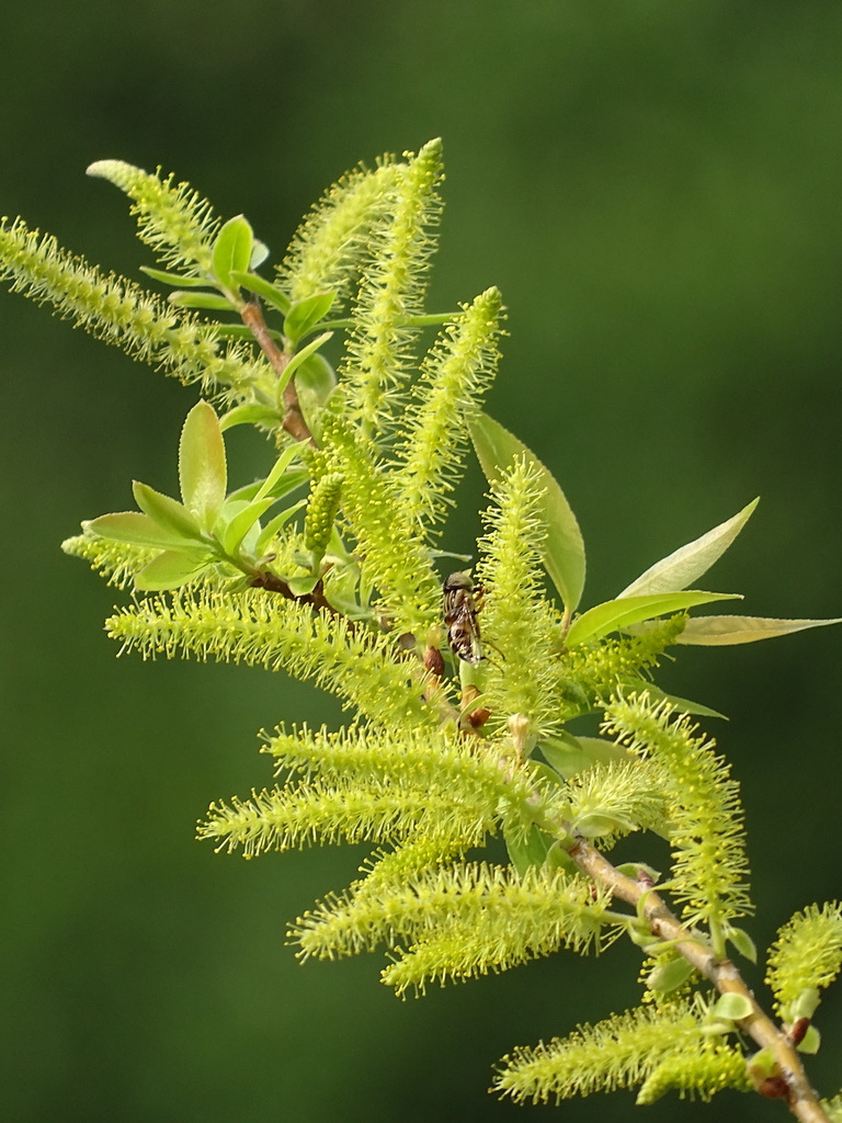 Salix mesnyi (Salix mesnyi)