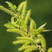Salix mesnyi - Photo no rights reserved, uploaded by 葉子