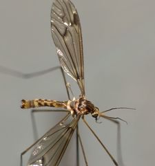 Leptotarsus cubitalis