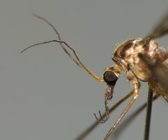Leptotarsus cubitalis