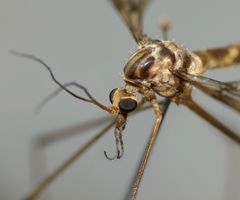 Leptotarsus cubitalis