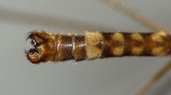 Leptotarsus cubitalis