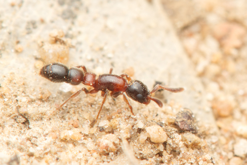 长跗滑蚁Lioponera longitarsus