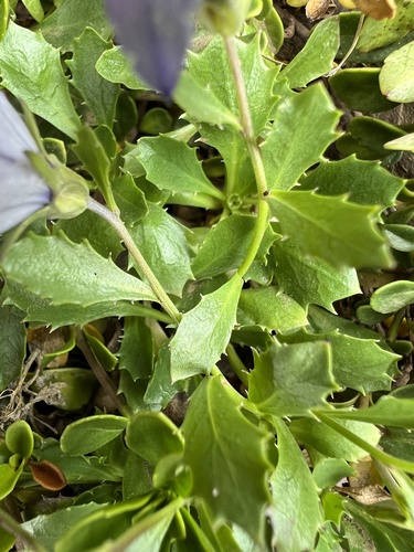 Image of Campanula piperi by no rights reserved