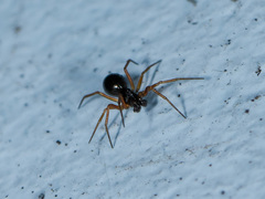 Entelecara acuminata