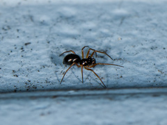 Entelecara acuminata