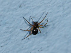 Entelecara acuminata