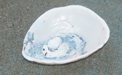 Pododesmus macrochisma